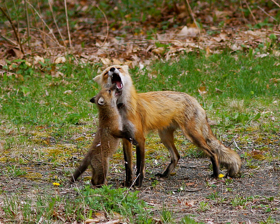 Red fox with kit